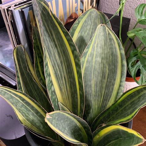 variegated whale fin sansevieria